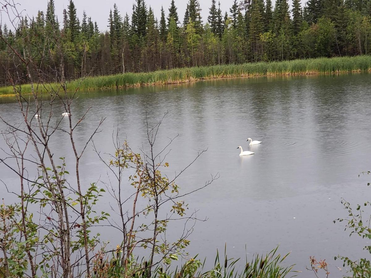 Denali Wild Stay - Bear Cabin With Hot Tub And Free Wifi, Private, Sleep 6 希利 外观 照片